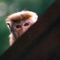 Sri Lanka 2003 Macaque à toque, espèce qui ne vit