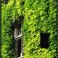vert à vitres - pict