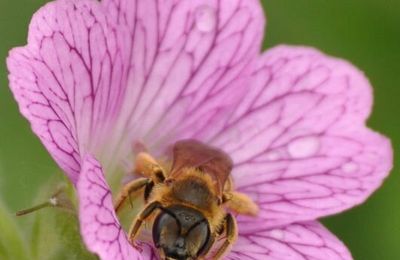 Abeille butinant dans une fleur de géranium vivace