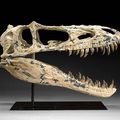 Tyrant Lizard on the Auction Block Rare Dinosaur Skull to be Offered on June 1 in New York