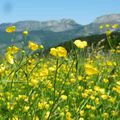 Randonnée Liberté facile en famille - Col du Liorin (Villard de Lans - Corrençon en Vercors)