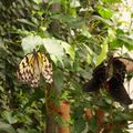 Parc Floral d' Orléans - La serre aux papillons 