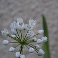 Fleur blanche à identifier