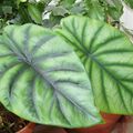 Alocasia clypeolata