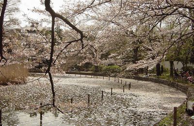 sakura 2010