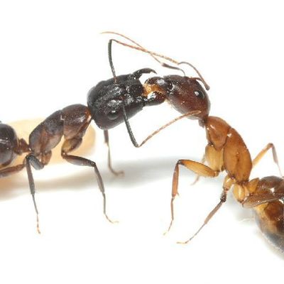 Camponotus pilicornis