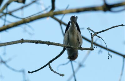 La chanteuse acrobate ....