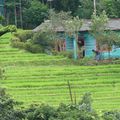 Voyage au Sri Lanka - découverte des Knuckles Range et ses rizières verdoyantes