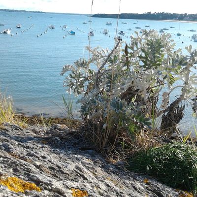 La magie des cinéraires