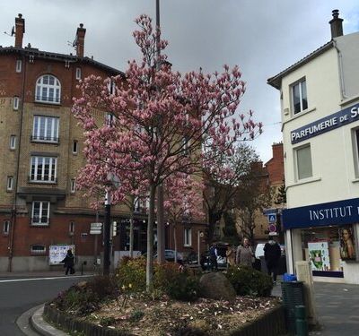 Les magnolias en fleurs de Suresnes
