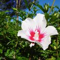 Des fleurs dans mon village le 14 juillet....