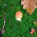 La forêt en octobre