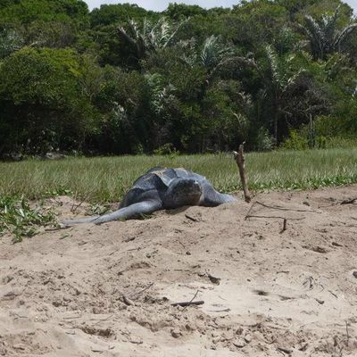 Rencontre avec les tortues Luth