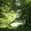 Promenons-nous dans les bois!