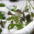 l'hiver qu'on attendait est arrivé 