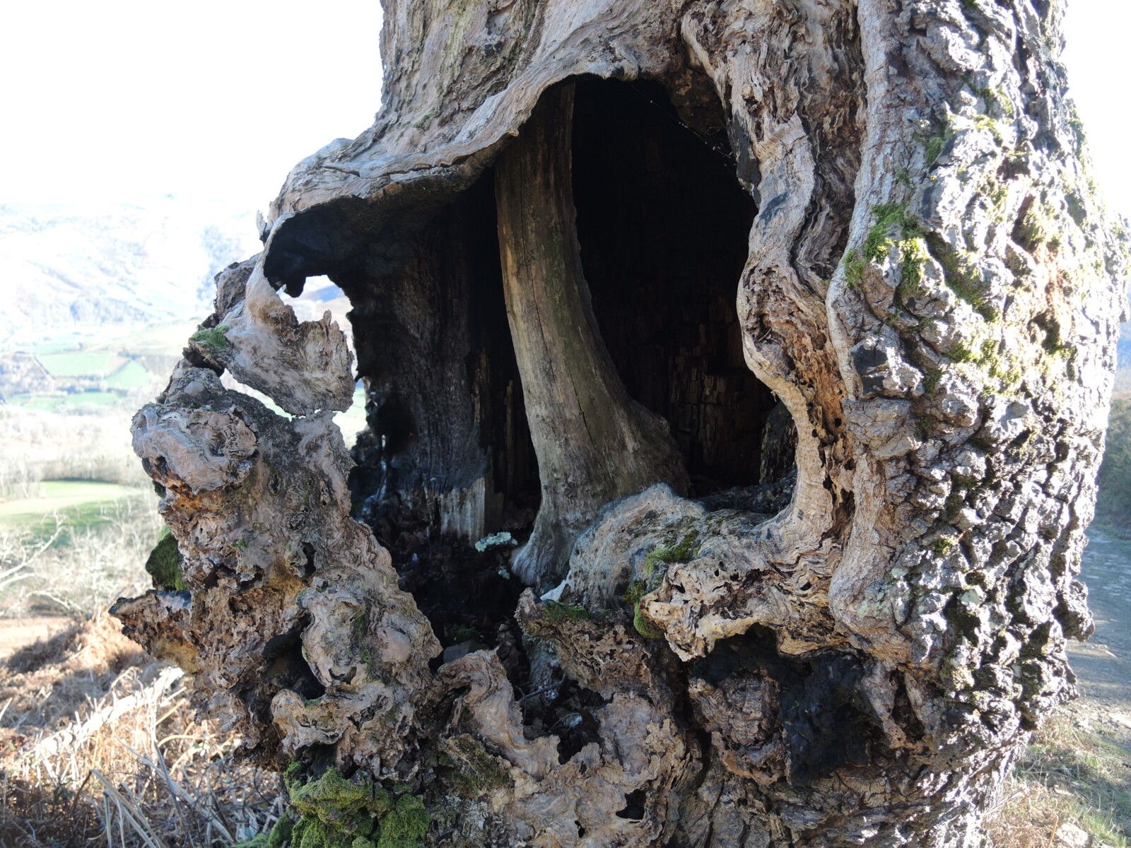 Larla, en redescendant, fin de sentier, arbre, zoom, février 2025. (64)