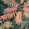 arbre au couleur de l'automne