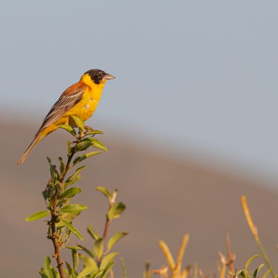 Oiseaux d'Albanie (2)