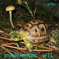 TESTUDO, tortue