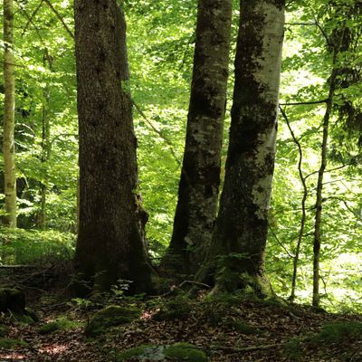 Haute-Savoie (4)