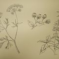 Herbier à l'encre