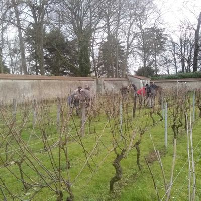 La taille de la vigne 