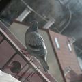 les pigeons sont nos amis, je répète, les pigeons sont nos amis