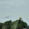 BAIE DE SAINT BRIEUC(22)