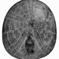 Nucleopygus minor 