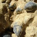 Naissance des tortues Luthes à Englishman’s Bay.