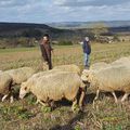 L'éco-pâturage s'installe sur les plateaux