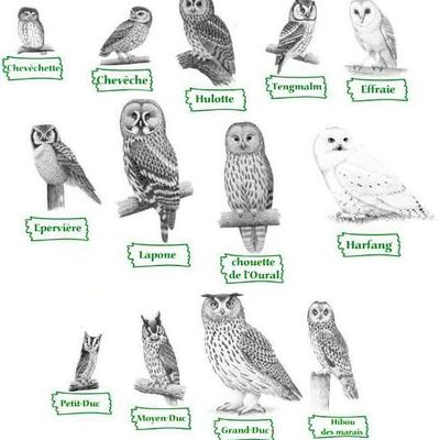 lES RACES DE CHOUETTES