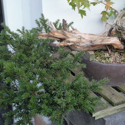 Taxus baccata #13 semi-cascade