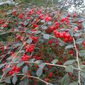 COTONEASTER franchetii