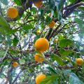 La cueillette des oranges