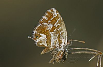 Cacyreus marshalli (Brun des pélargoniums)