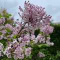 Jardin après la pluie