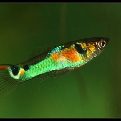 wingei campoma