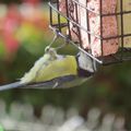 Roguidine : les oiseaux dans mon jardin