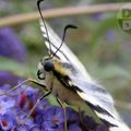 Flambé n'est pas le machaon