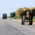 Sur les routes du Rajasthan