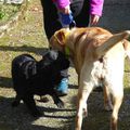 rencontre de copines canines 