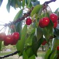 Et l'on commence cette journée avec encore quelques cerises.