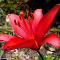 Ils se ressèment seuls dans le coin du jardin