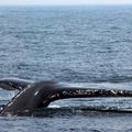 Baleines, Baie de Fundy