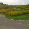 Promenade dans les bois et vignes