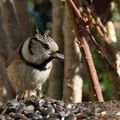 AVES - MESANGE Huppée - Lophophanes Cristatus