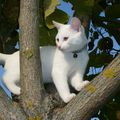 Le Chat Blanc...c'est moi!