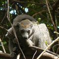 Madagascar - Début de notre grande traversée du massif de l'Ankarana d'est en ouest