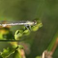 Agrion au soleil * Damsel in the sun